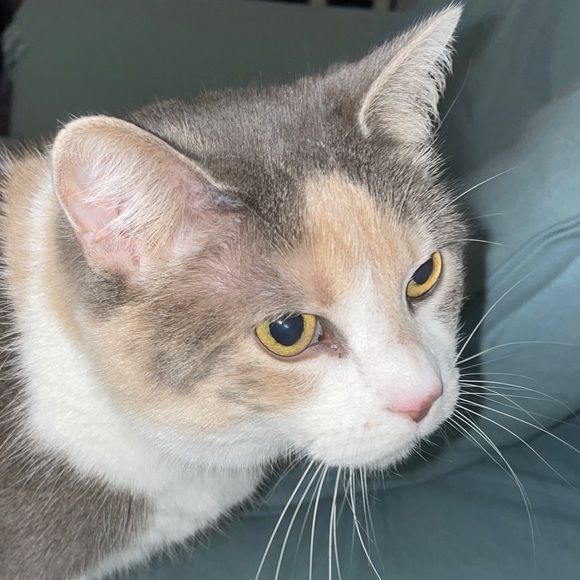 Meet your Posher, Sean - Picture 1 of 1